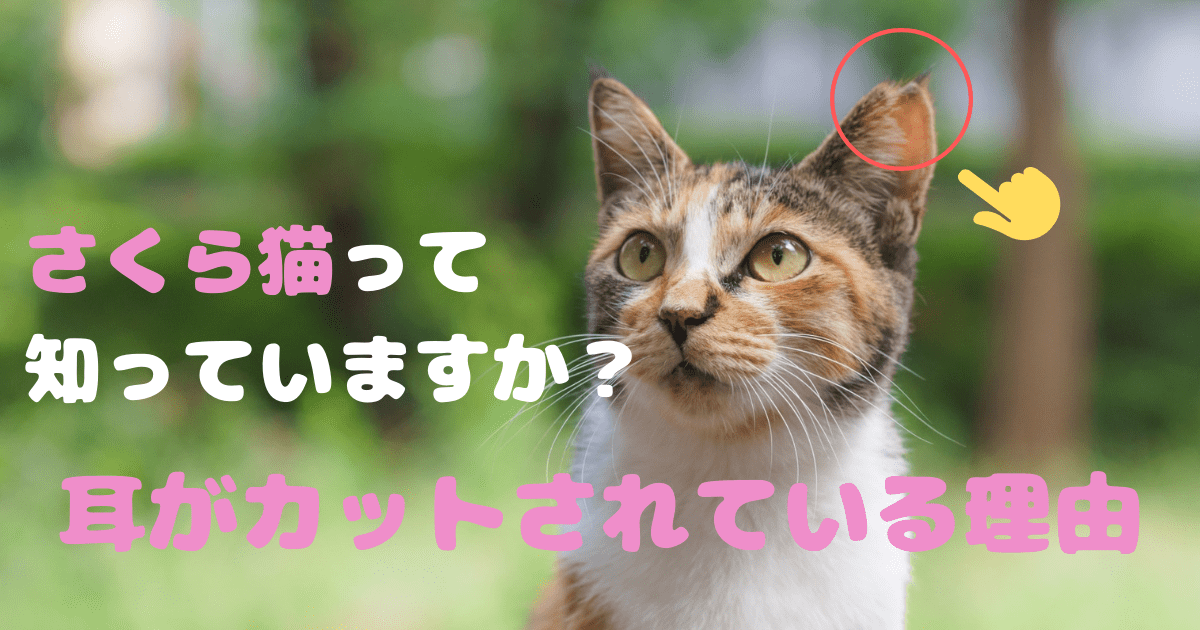 猫の耳がカットされている理由は さくらねこは愛され猫 ねこべさんの猫暮らし手帖