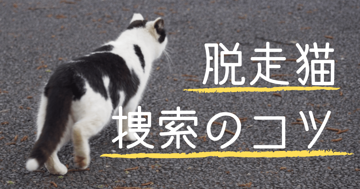 脱走した猫の捜し方 愛猫が脱走したらまず行動すべきこと ねこべさんの猫暮らし手帖